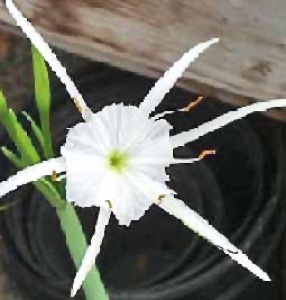 Hymenocallis