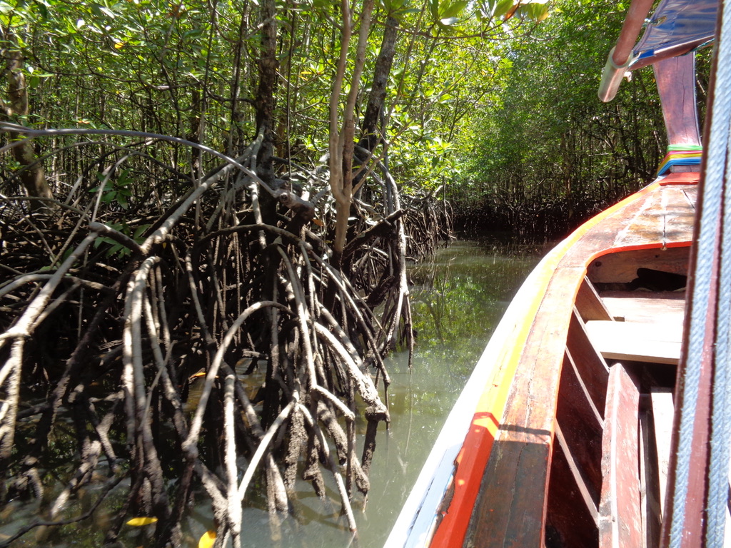 Mangroves 3