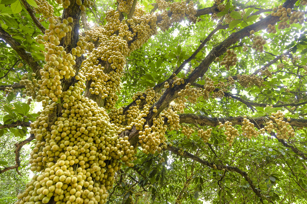 Burmese Grape Tree