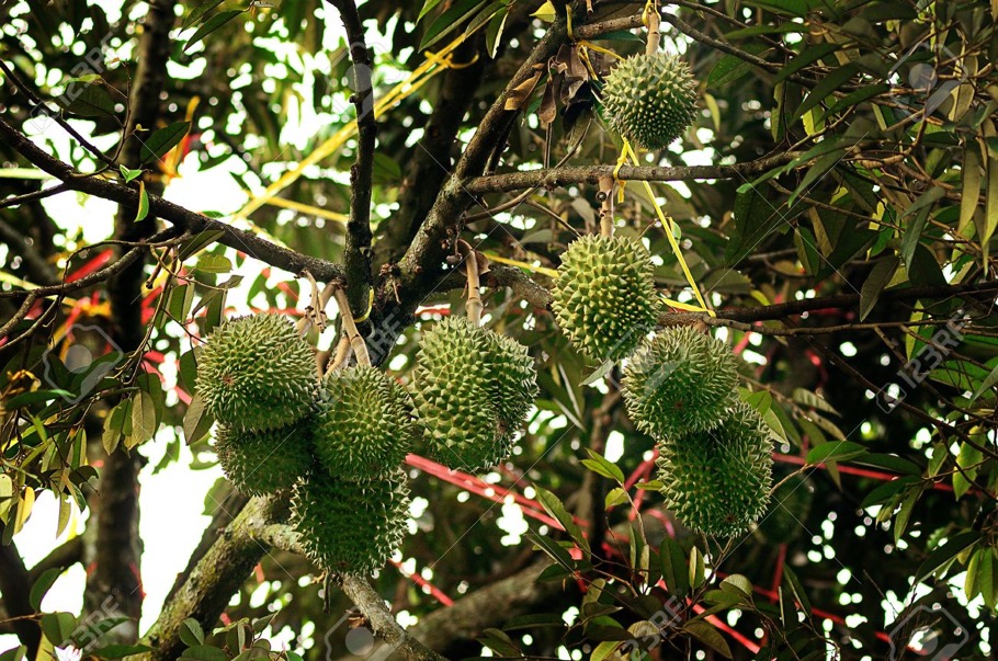 Durian Tree