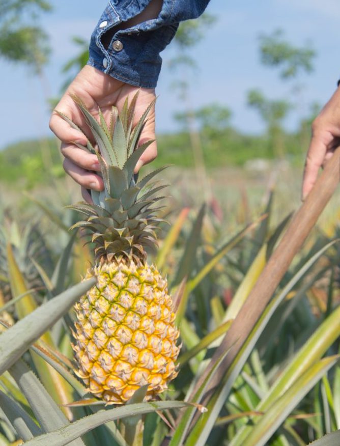 Pineapple Plant