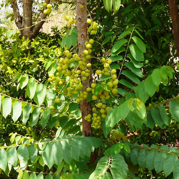 Star Gooseberry Plant