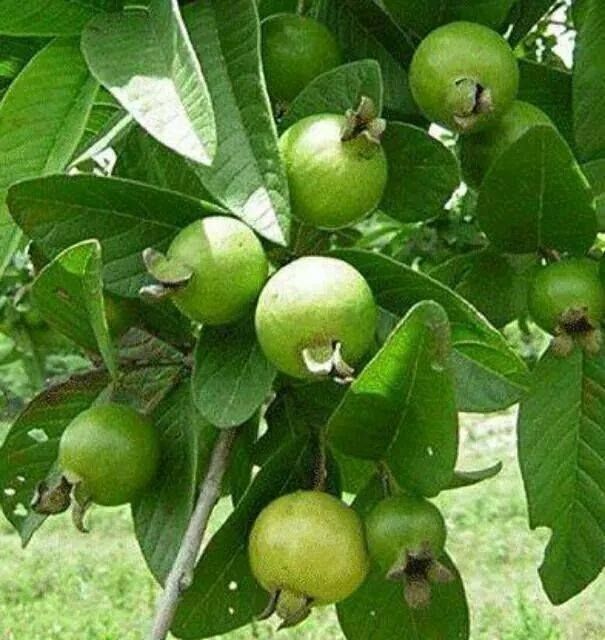 Thai Guavas