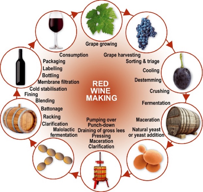 Making Red Wine