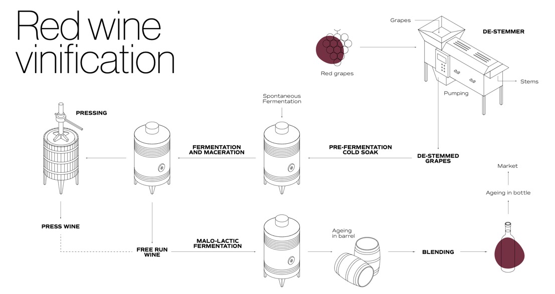 Red Wine Vinification