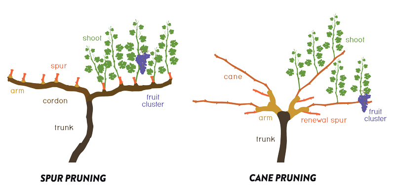Spur and Cane Pruning