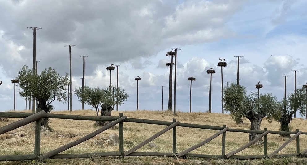 Hospes Nidificación de Cigüeñas