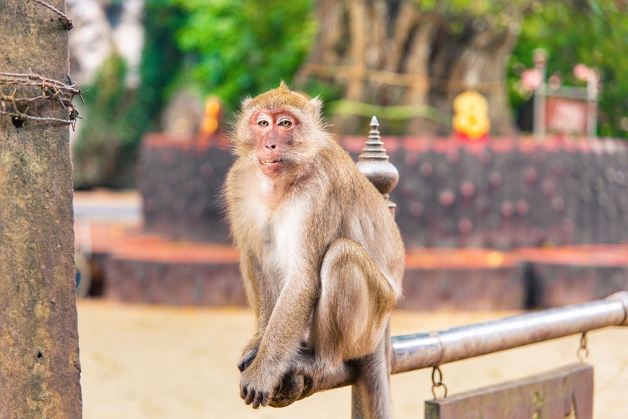 Wat Suwan Kukha 12