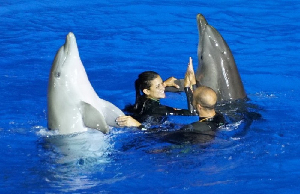 delfines